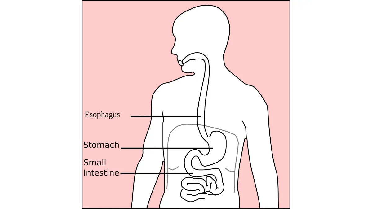 stage 4 pancreatic cancer stomach anatomy diagram supporting vomiting and bowel blockage warning signs