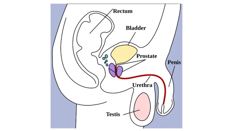 stage 4 prostate cancer anatomy diagram showing male pelvic structures including the bladder, prostate, urethra, rectum, penis, and testis.