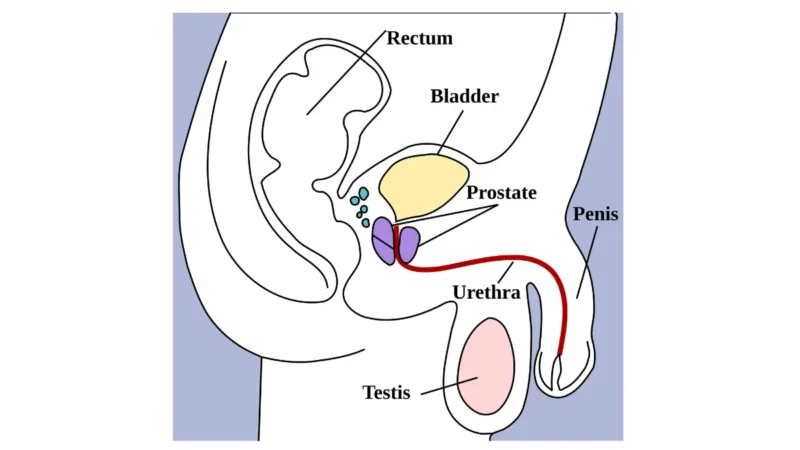 stage 4 prostate cancer anatomy diagram showing male pelvic structures including the bladder, prostate, urethra, rectum, penis, and testis.