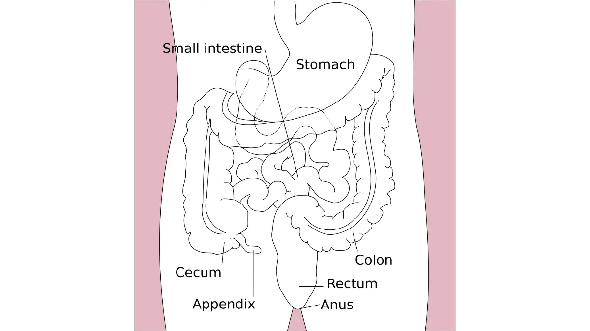 What to eat before a colonoscopy: stomach, colon, and rectum diagram showing how food residue affects colon lining visibility.