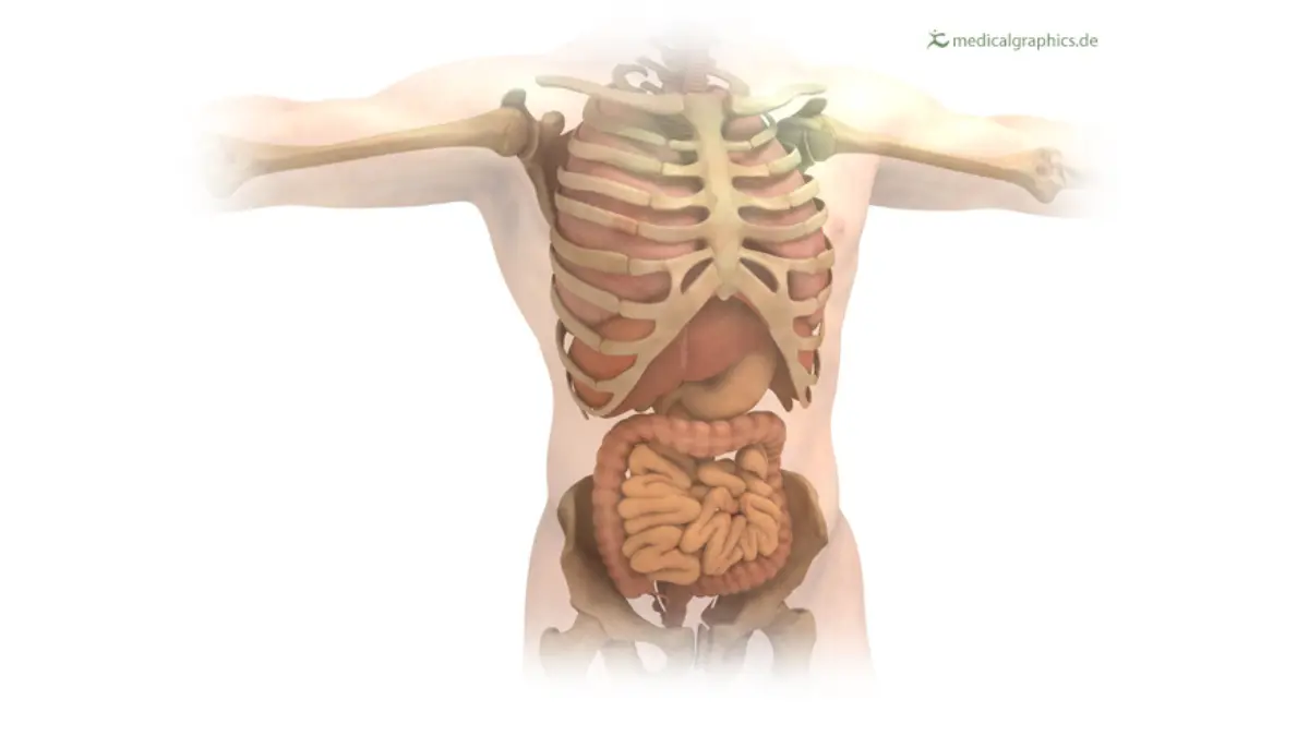 Colonoscopy Ride Home - 3D illustration of a human torso showing internal organs including the colon, liver, stomach, and lungs for patient education.
