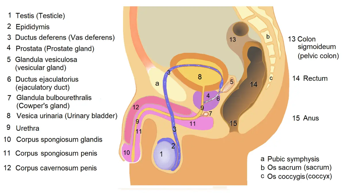 Medical illustration of male pelvic anatomy showing the bladder, prostate, and urethra in sagittal cross-section for patients learning about Urinary Incontinence.