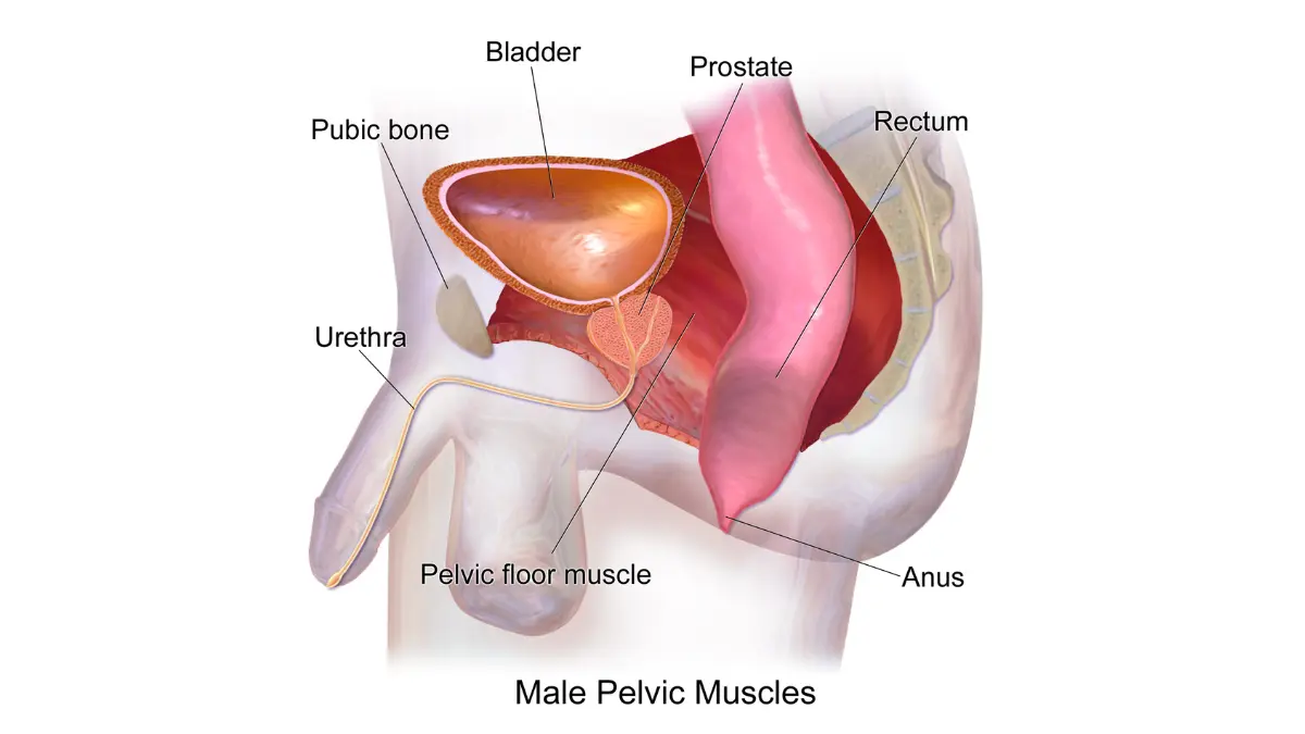 Medical illustration of male pelvic floor muscles used for Kegel exercises to improve Urinary Incontinence recovery.