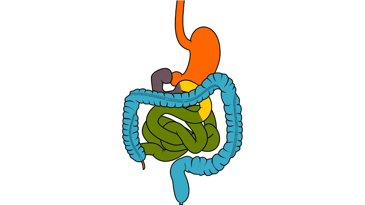 What Happens During a Colonoscopy: digestive tract anatomy diagram highlighting where the colon sits within the gastrointestinal system.