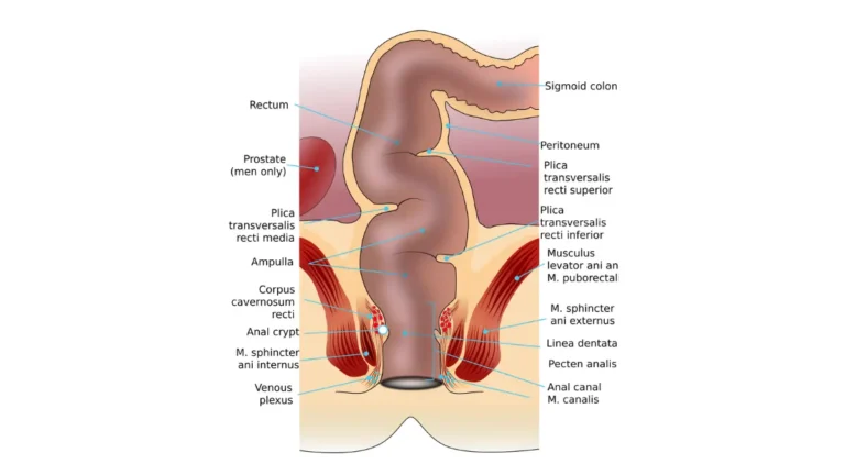 What Happens During a Colonoscopy: rectum anatomy diagram showing the lower large intestine and anal canal.