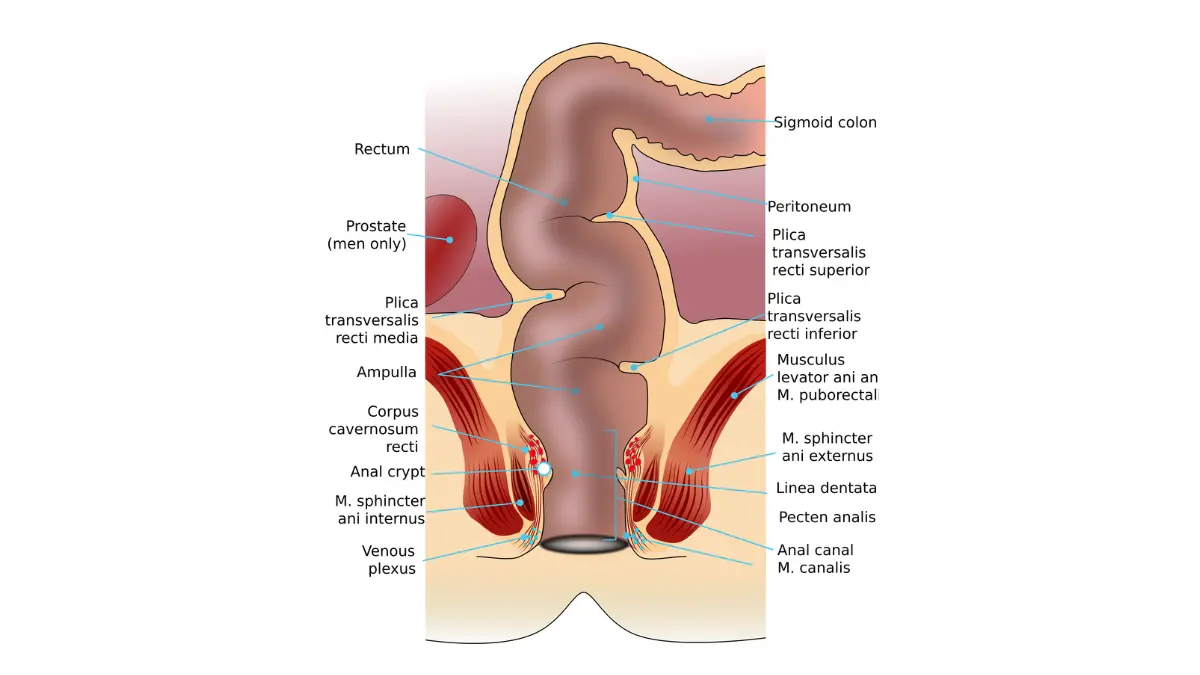 What Happens During a Colonoscopy: rectum anatomy diagram showing the lower large intestine and anal canal.