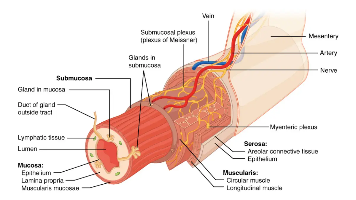 What to Eat After a Colonoscopy gastrointestinal tract wall layers diagram explaining colon lining healing after polyp removal.