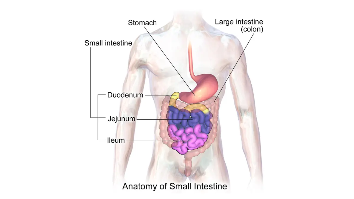 What to Eat After a Colonoscopy intestinal anatomy illustration showing the bowel connection relevant to post-procedure warning signs.