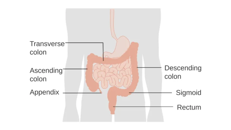 What to Eat After a Colonoscopy large bowel anatomy diagram showing the colon, rectum, and anus.