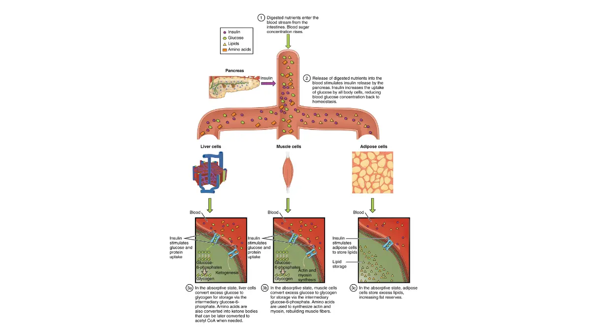 Metabolic pathway chart tracking how a CMP detect diabetes flags through systemic liver and muscle glucose processing during the body's post-meal absorptive state.
