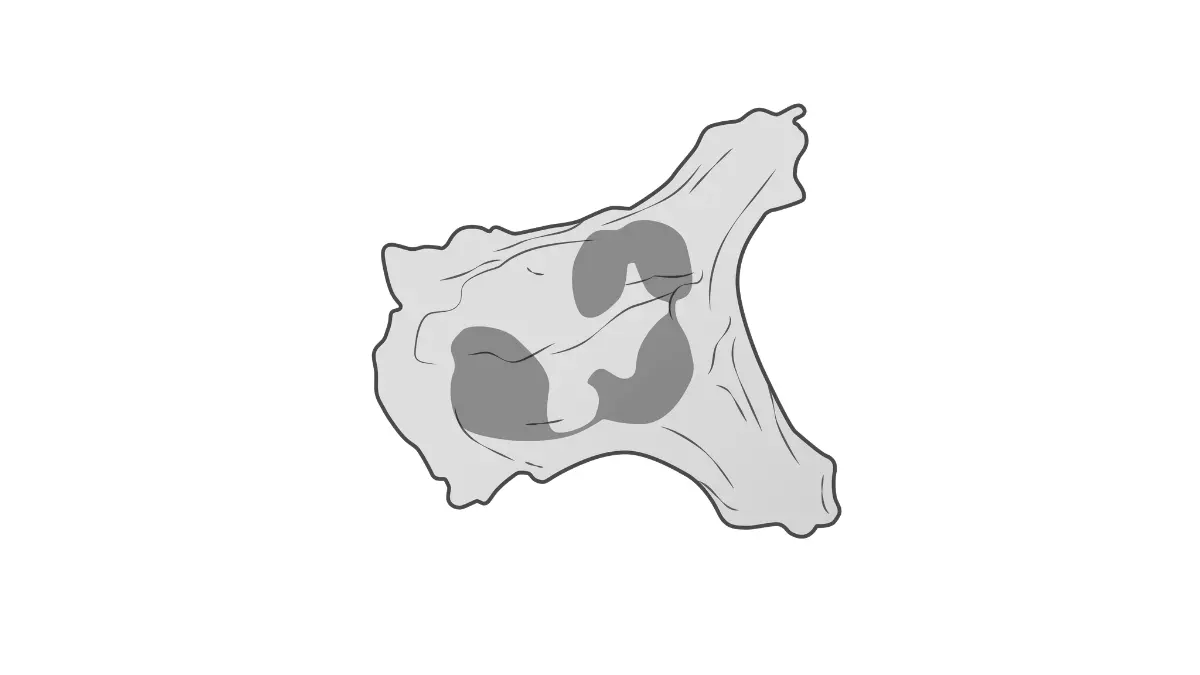 A highly detailed vector illustration of an activated neutrophil, a critical first-responder cell measured on a CBC Differential.