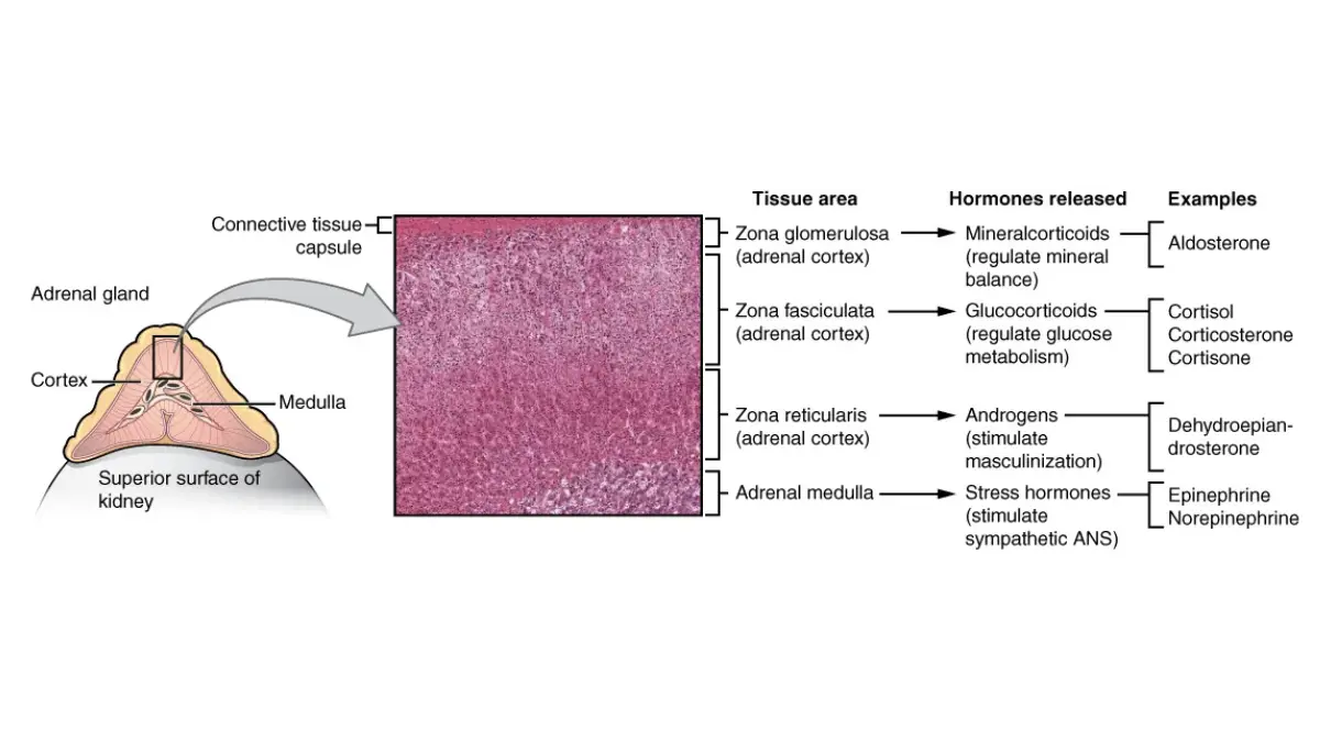 OpenStax medical vector diagram showing the adrenal glands on the kidneys regulating hormones involved in high potassium causes.