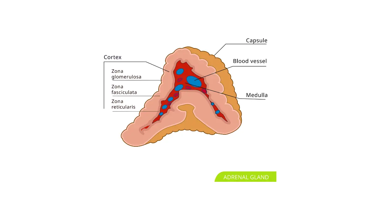 An anatomical vector illustration of the human adrenal gland, which secretes stress hormones that can trigger a temporary high glucose level.