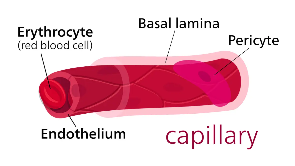 A medical vector diagram illustrating the microscopic anatomy of a capillary vessel used to evaluate sample variance in an At-Home CBC Test.