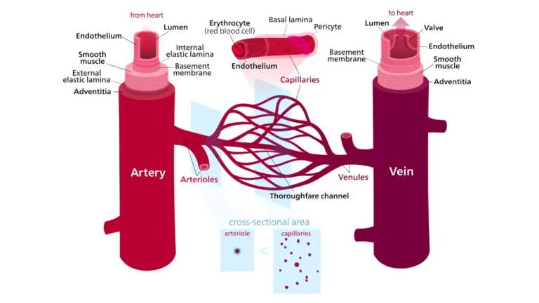 A detailed vector diagram of the cardiovascular blood vessel network explaining structural differences for an At-Home CBC Test.