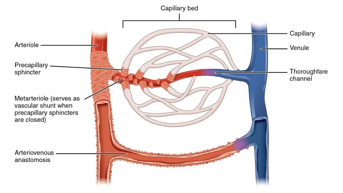 A detailed cross-sectional vector diagram of a blood vessel capillary bed network used to explain sample constraints during an At-Home CMP Test.