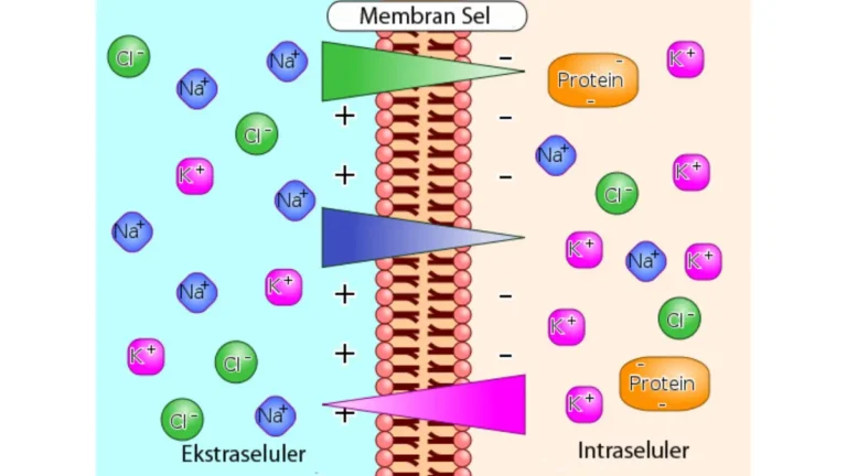A medical vector diagram illustrating a professional venous blood draw for an At-Home CMP Test, showing the syringe needle safely entering a vein in the arm.