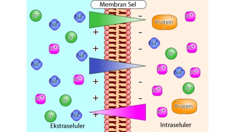 A medical vector diagram illustrating a professional venous blood draw for an At-Home CMP Test, showing the syringe needle safely entering a vein in the arm.