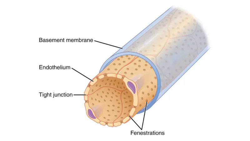 Basic Metabolic Panel glomerular filtration membrane and podocyte capillary anatomy