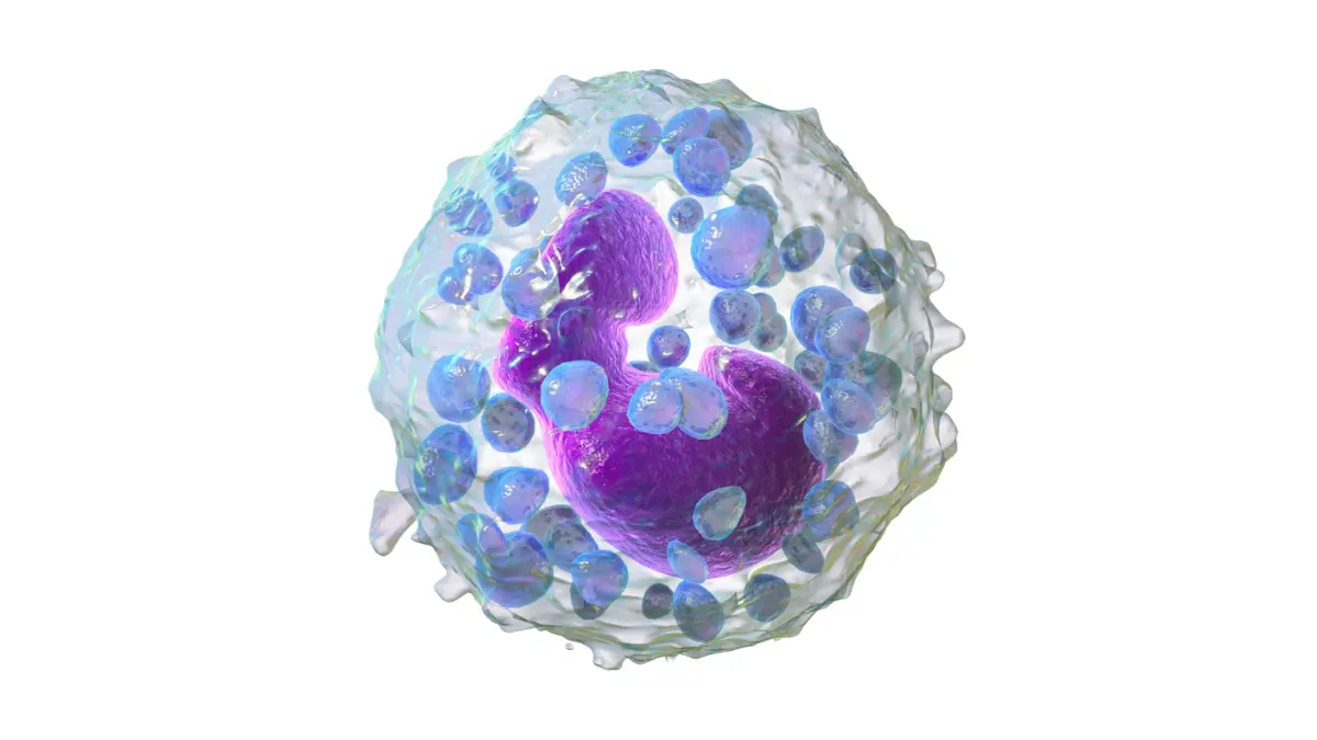 Microscopic vector render of a basophil cell packed with dark inflammatory granules measured by a CBC Differential.