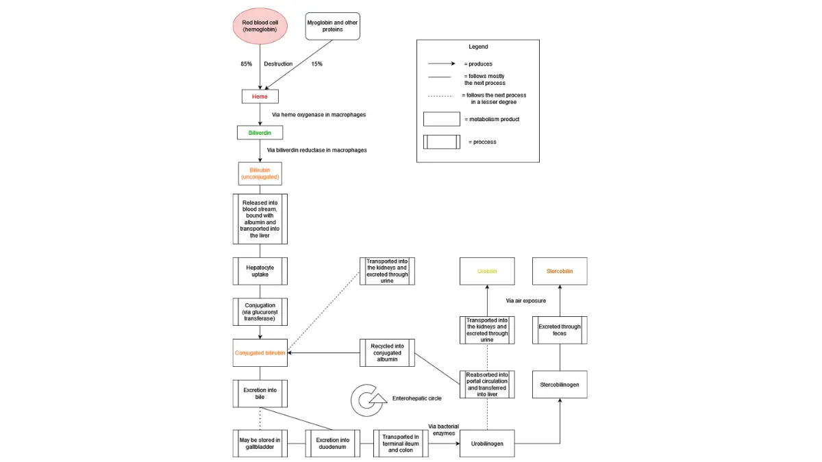 Clinical flow chart mapping out bilirubin metabolism and breakdown pathways, explaining isolated liver markers shifts.