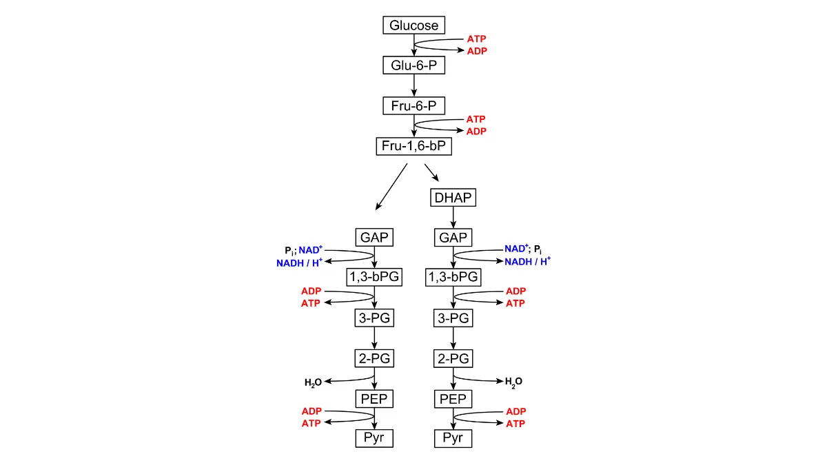 A detailed biochemical chart tracing the steps of glycolysis, showing how blood cells consume sugar inside lab tubes to mask a true high glucose value.