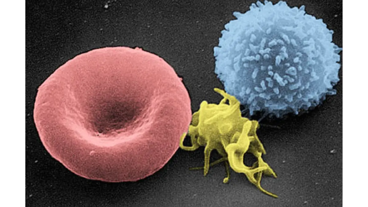 A high-definition electron micrograph showing a lymphocyte alongside red blood cells, illustrating the proportions measured by a CBC Differential.