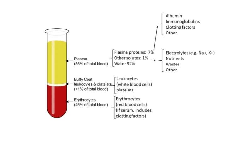 Vector chart of plasma and cellular components demonstrating how a CMP is covered by insurance.