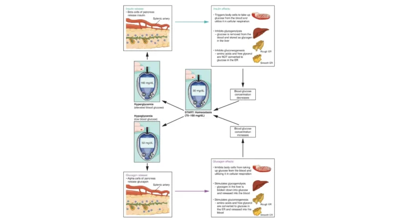 A medical vector diagram illustrating the homeostatic loop of blood glucose levels, a core biomarker evaluated during preventive blood work panels.