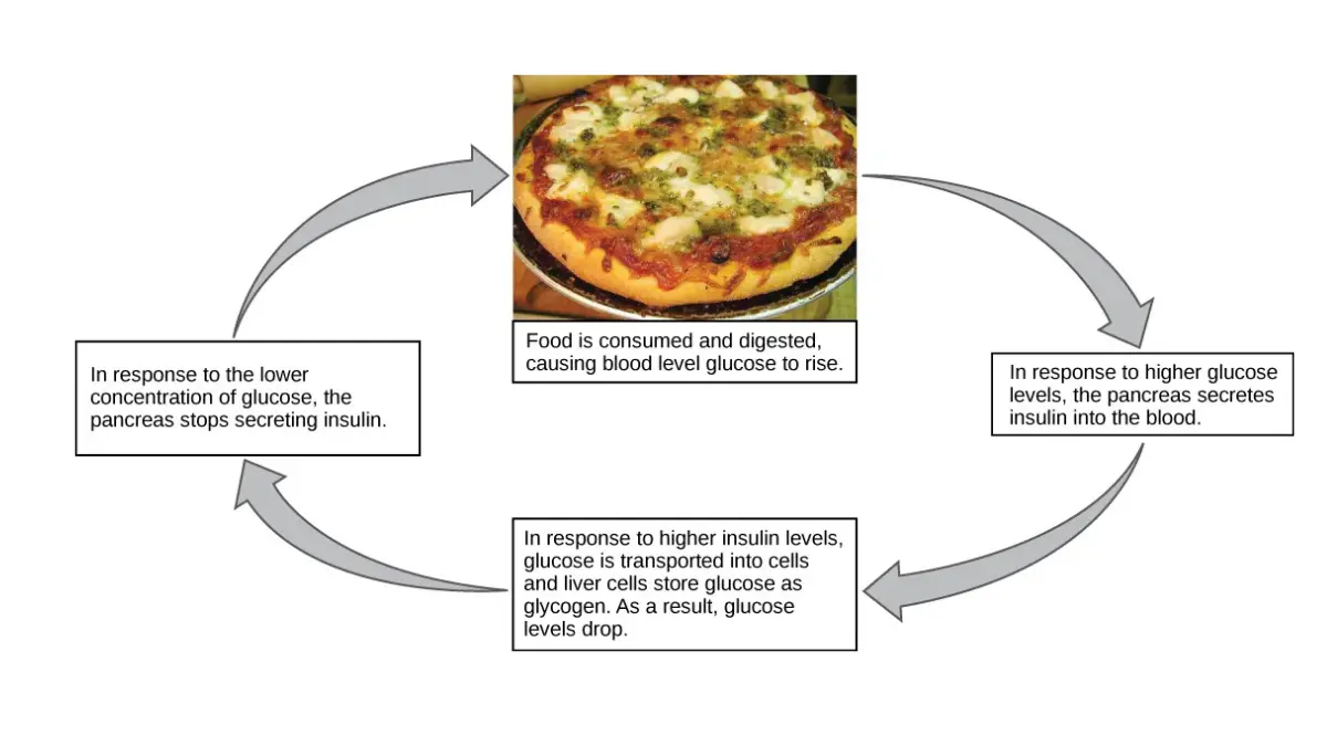 Endocrine feedback cycle tracking blood sugar levels and insulin loops for a Pancreatic Cancer Caregiver.