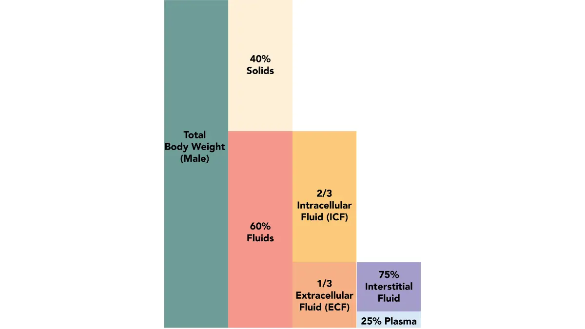 A flat anatomical diagram outlining intracellular and extracellular fluid compartments involved in edema from low albumin.