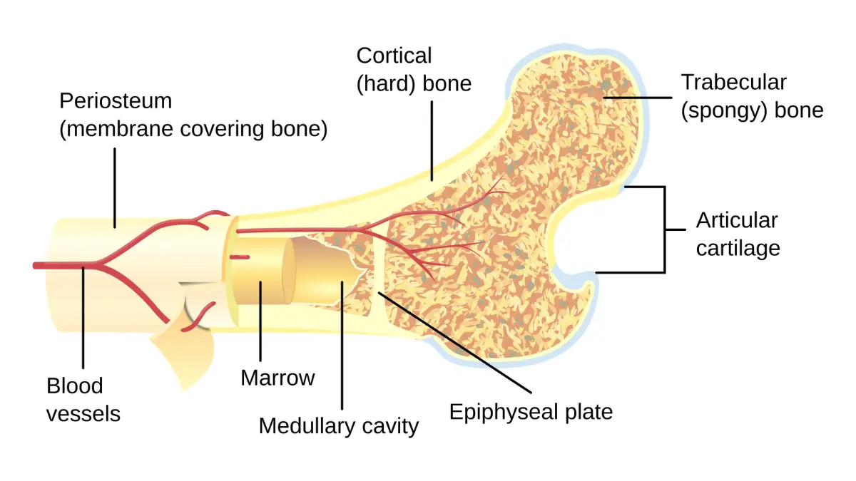 A detailed anatomical vector graphic showing the cross-section of a human bone and red marrow tissue where a low white blood cell count originates due to production drops.