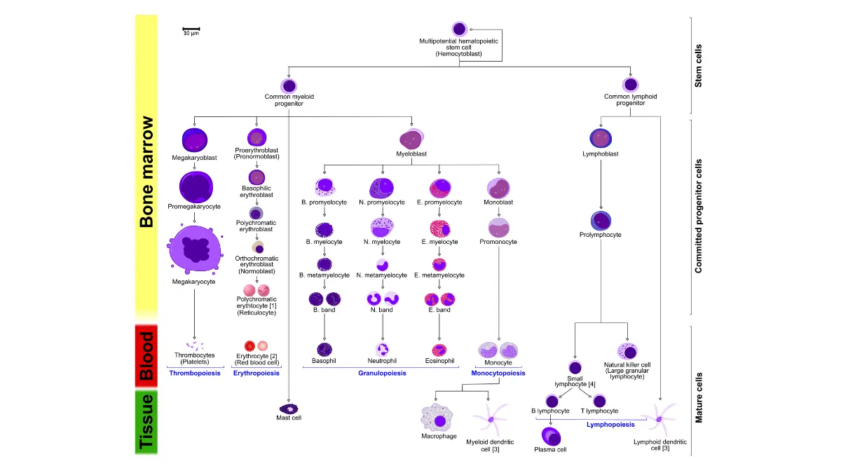 A comprehensive cellular diagram detailing human hematopoiesis from stem cells to mature leukocytes, useful for understanding the production origin of Low Neutrophils.