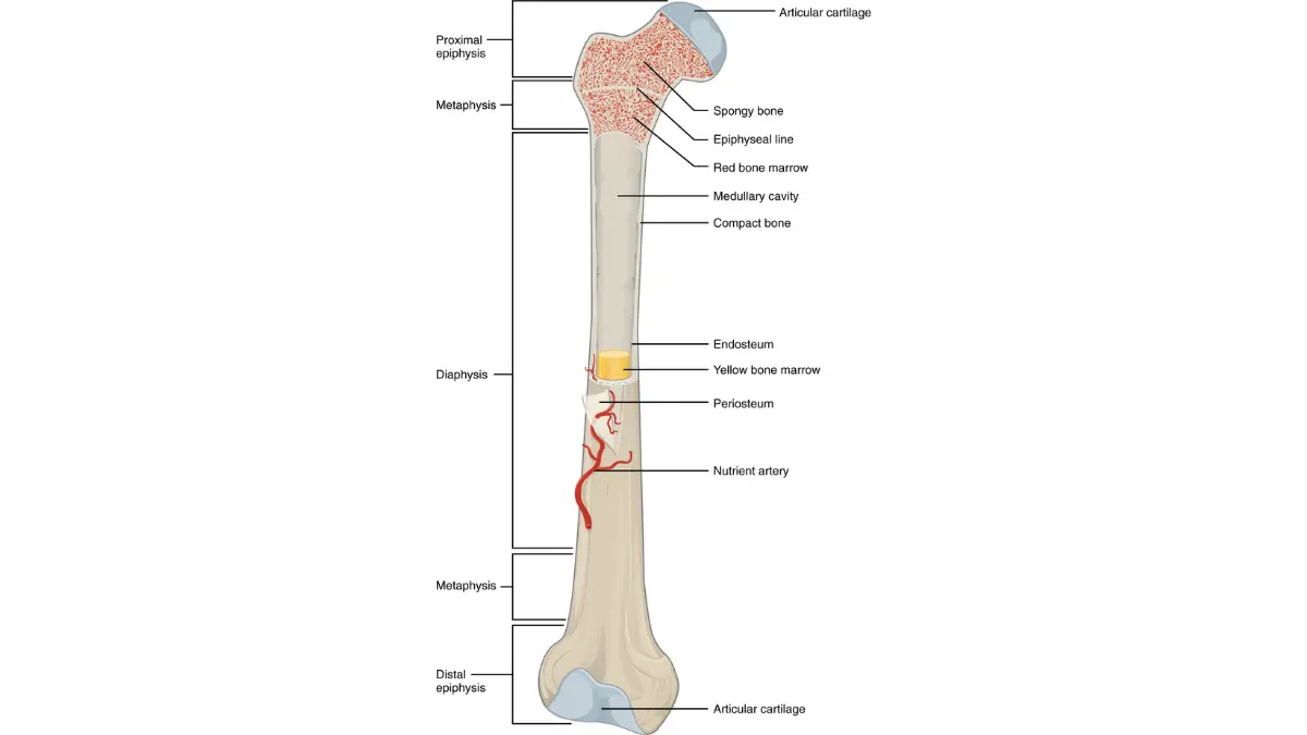 A medical vector diagram highlighting red bone marrow where blood cells are actively made, showing why fasting is not a requirement for a complete blood count.