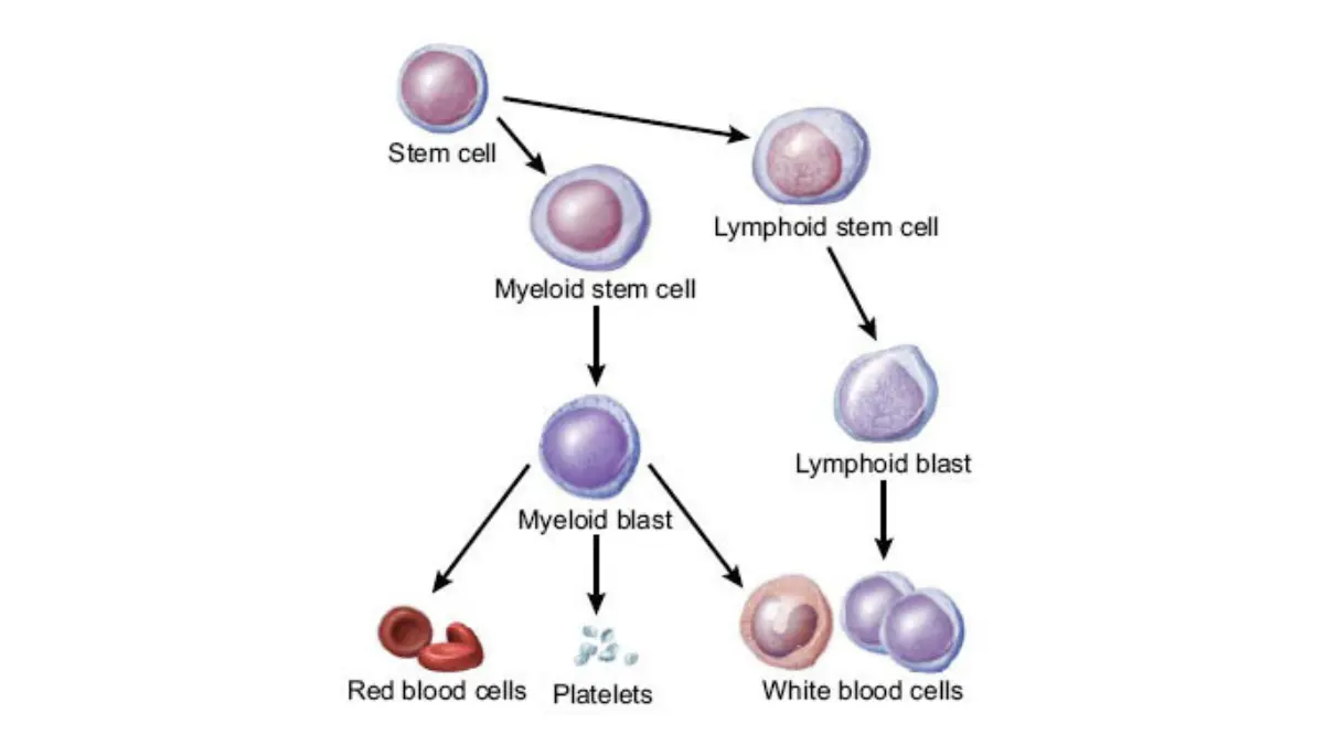 An anatomical cell maturation chart demonstrating how abnormal blasts override healthy hematopoiesis, highlighting how to check if can a CBC detect cancer.
