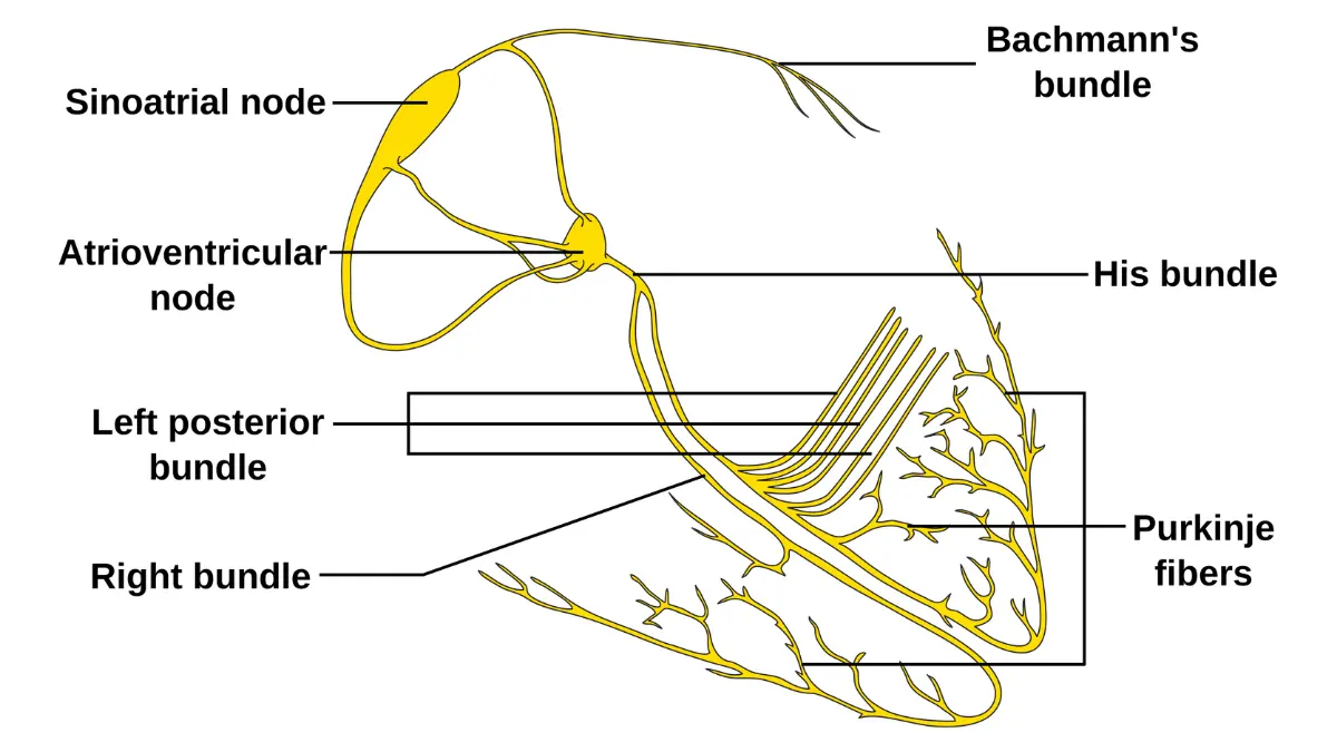 A detailed flat vector illustration of the heart's electrical conduction system highlighting pathways vulnerable to high potassium causes.