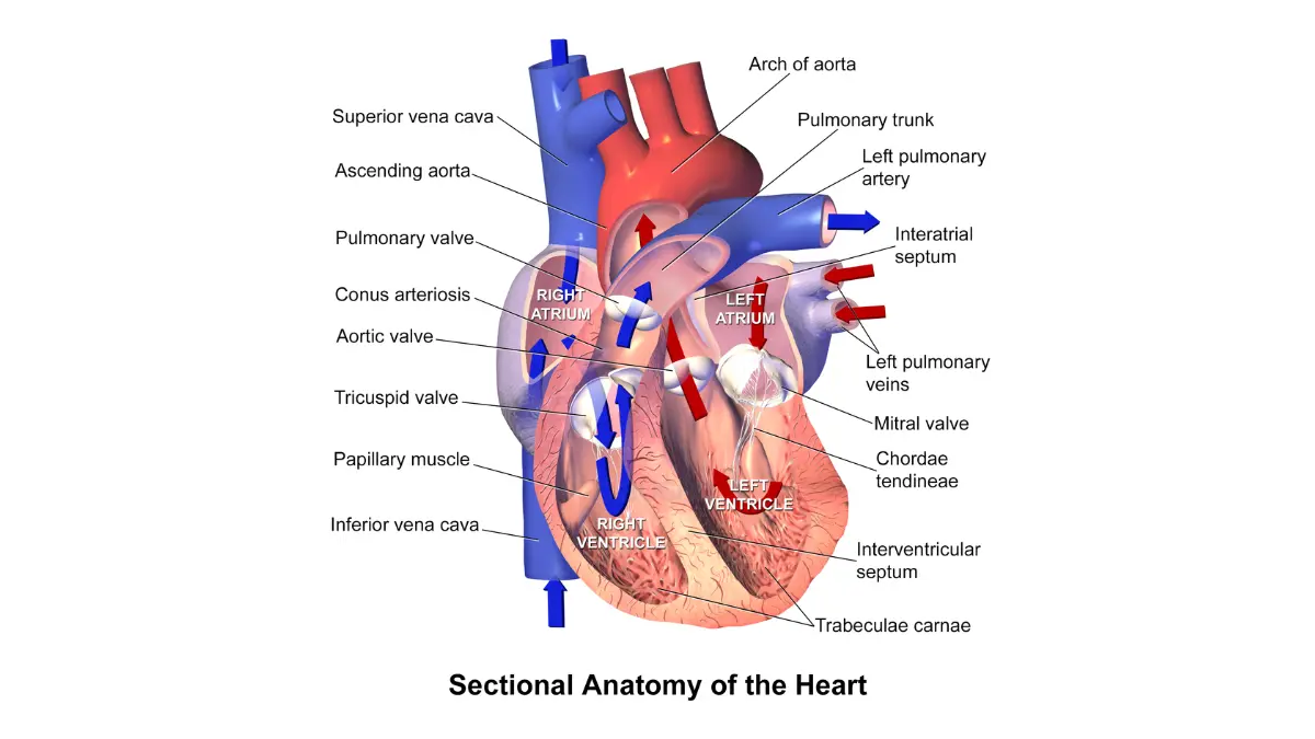A medical vector cross-section of the human heart detailing chamber flow, illustrating systemic dynamics that link to abnormal CBC lab outcomes.