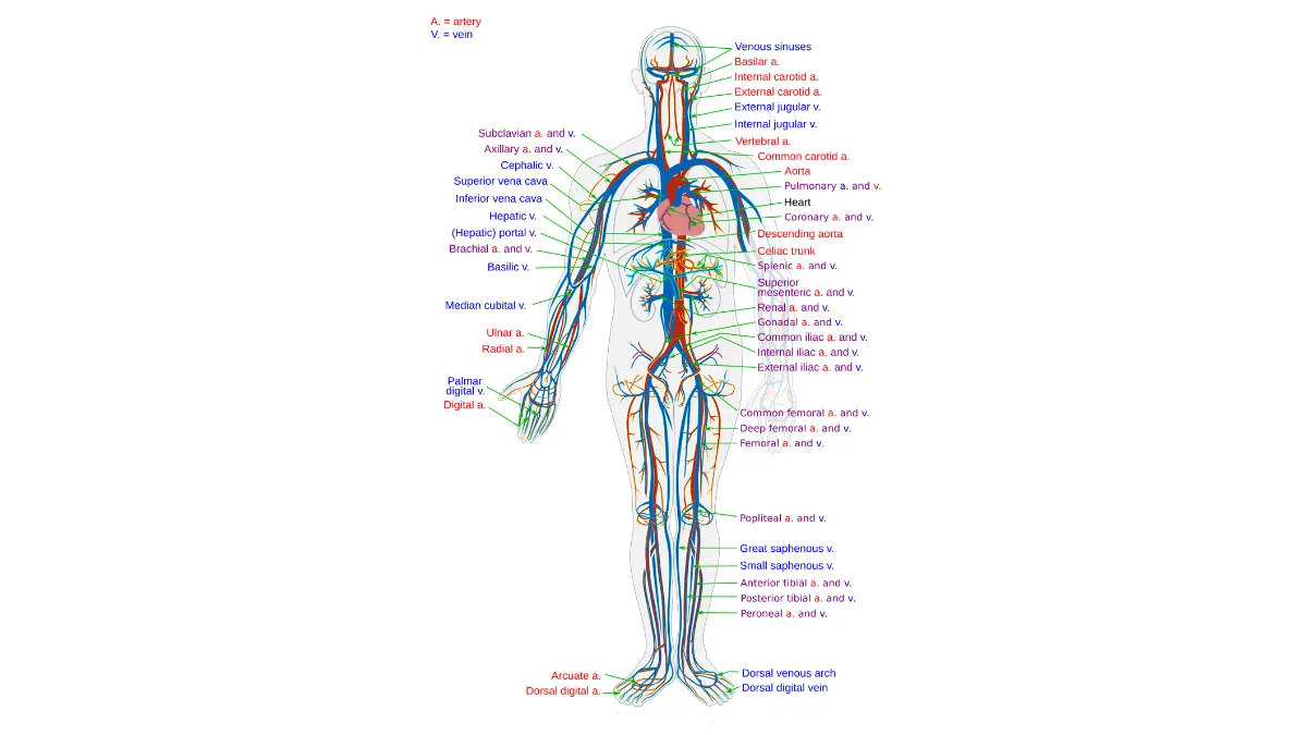 A medical vector diagram of the human circulatory system illustrating how a CBC before surgery evaluates global blood health.