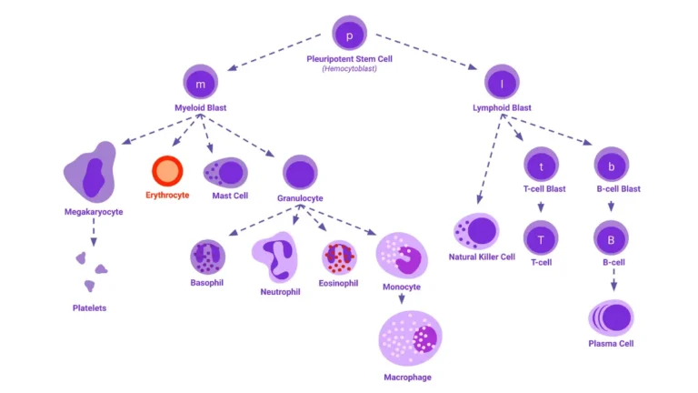 A medical vector illustration of the five main white blood cell types found on a CBC Differential, including neutrophils, lymphocytes, monocytes, eosinophils, and basophils.