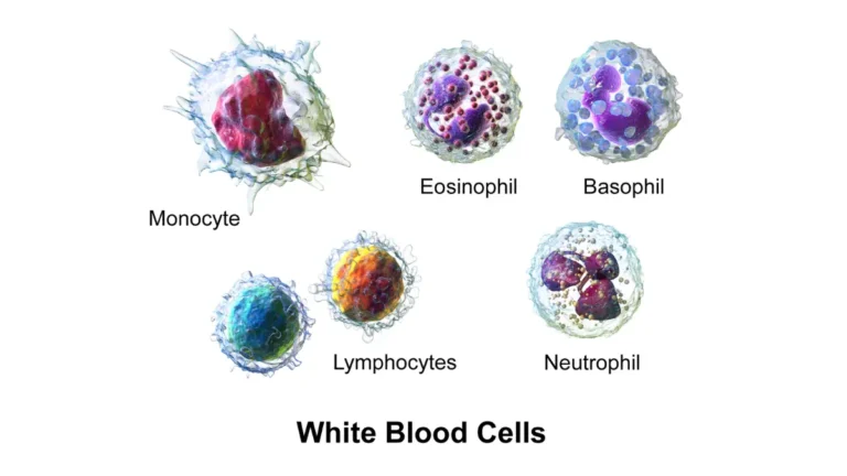 A 3D medical vector overview of white blood cell types measured during a CBC Differential, showing a lymphocyte, monocyte, neutrophil, eosinophil, and basophil.
