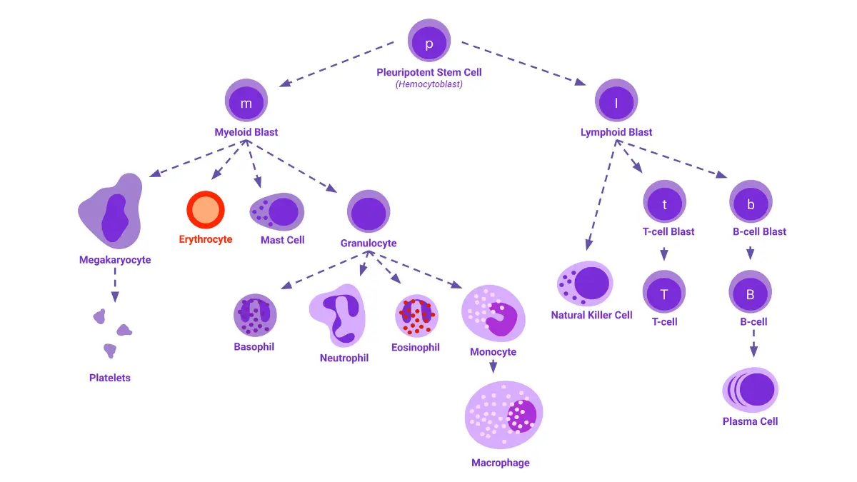 A medical vector illustration of the five main white blood cell types found on a CBC Differential, including neutrophils, lymphocytes, monocytes, eosinophils, and basophils.