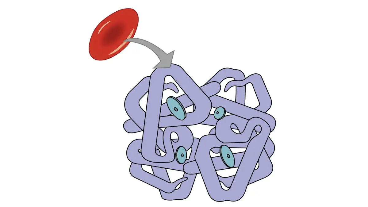 Medical illustration mapping erythrocyte oxygen transport to accompany a CBC Normal Range Chart guide.