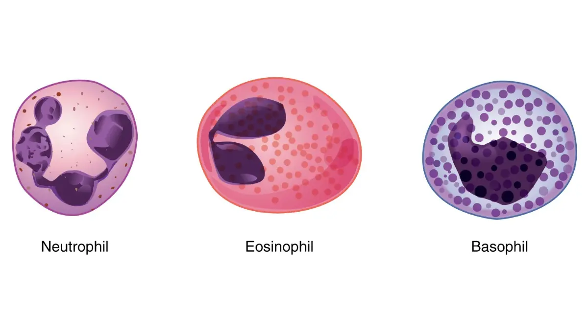 Five-part white blood cell differential illustration matching clinical metrics on a CBC Normal Range Chart.