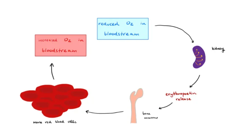 A biological vector diagram showing how testosterone and erythropoietin regulate the CBC Normal Range for Females versus males.