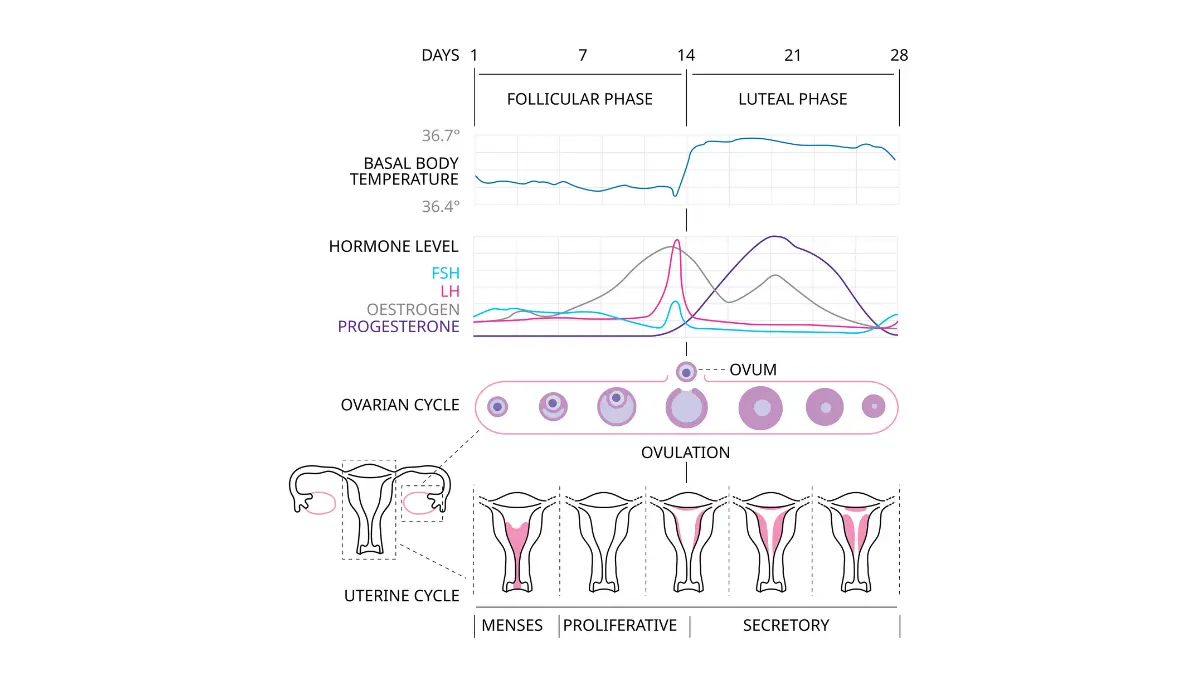 A comprehensive multi-tier master chart mapping blood loss phases that affect the CBC Normal Range for Females.