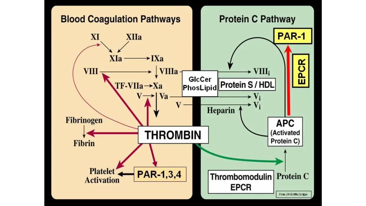 A detailed biochemical vector diagram outlining cell signaling and active proteins that regulate a moving CBC result.