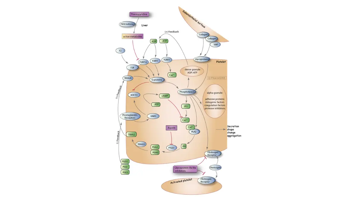 Molecular vector pathway diagram explaining cellular sticking and clumping that triggers an incorrect low platelet CBC result.