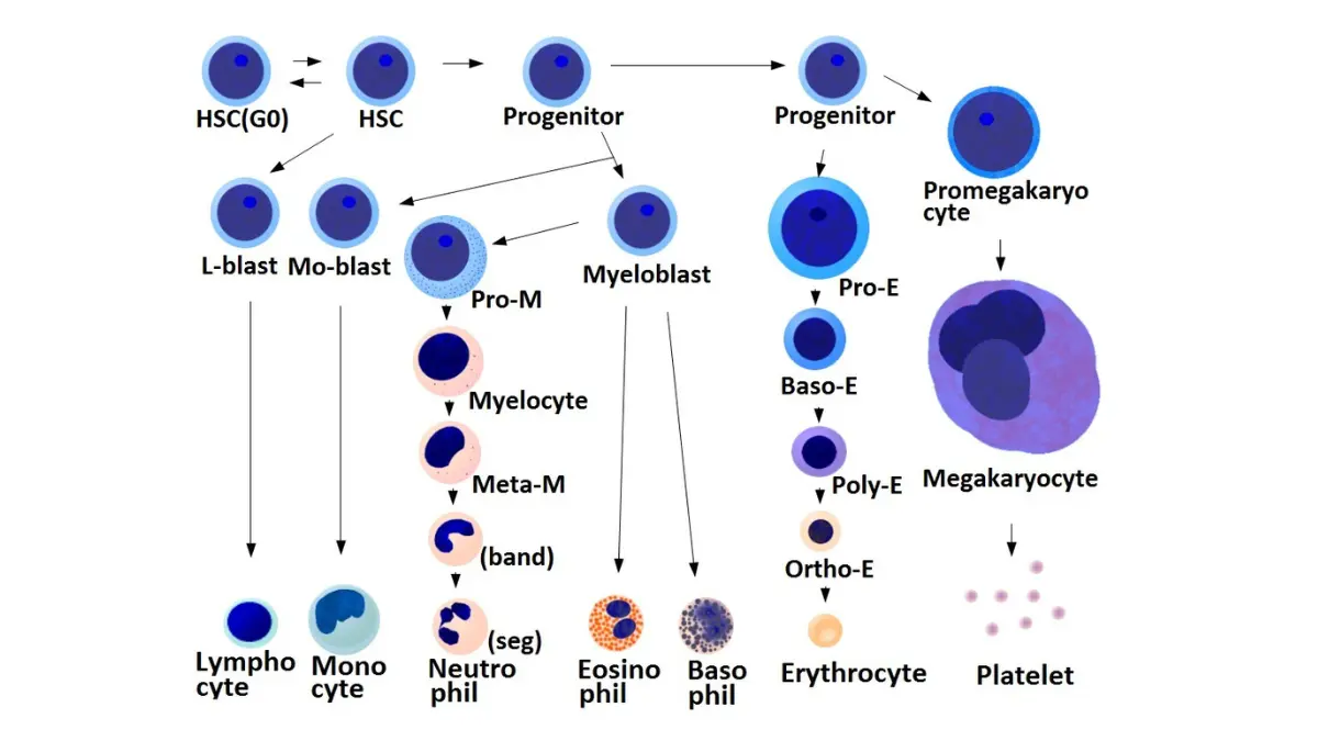 Detailed medical hematopoiesis differentiation chart showing how cells counted in a CBC test develop.