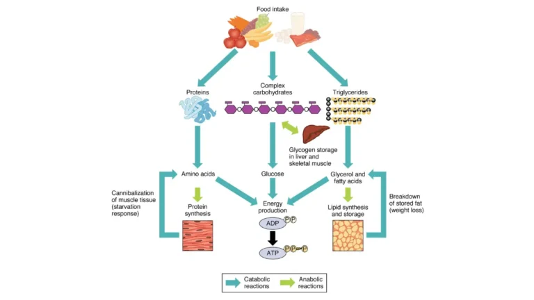 Systemic organ map tracing catabolic and anabolic chemical reactions evaluated in a CBC vs CMP blood test.