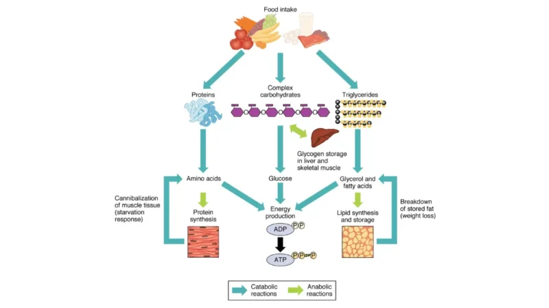Systemic organ map tracing catabolic and anabolic chemical reactions evaluated in a CBC vs CMP blood test.